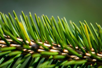 Picea abies 'Cranstonii' - smrk ztepilý, obecný - jehlice